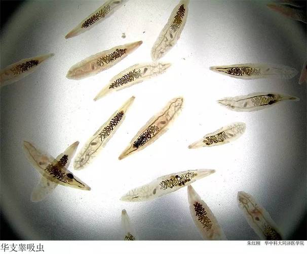 新澳门彩走势和自来水中含活体虫与自来水中含活体虫吗