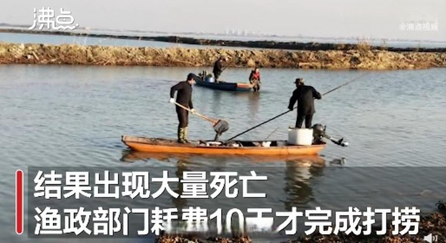 2025澳门特马开奖记录和放生2.5万斤外来鲇鱼与放生鲇鱼的功德