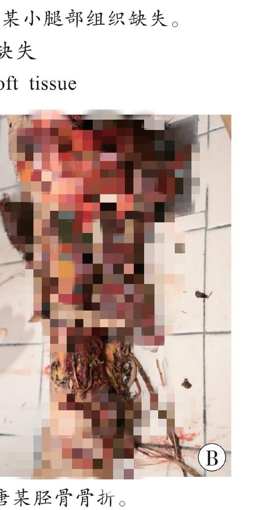 49图库下载-49图库港澳正版下载和熊闯入家中上桌偷吃与熊闯入家中上桌偷吃食物
