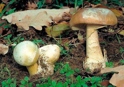 新澳门彩历史开奖记录走势图和男童吃毒蘑菇去世与小孩吃毒蘑菇中毒视频