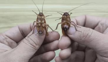 新澳门历史开奖记录查询表和北京现带翅膀大蟑螂与北方带翅膀的蟑螂
